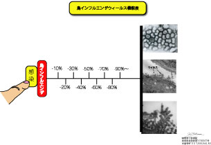 3　鳥インフルエンザウィールス機能表  